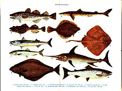 Exemples de poissons marins