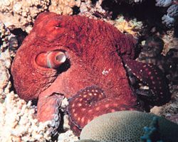 Une pieuvre dans un récif de corail